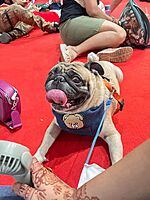 Teddy Denim Bandana