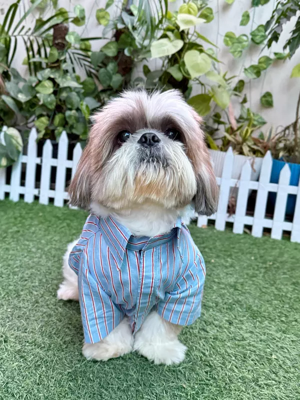 Striped Shirt