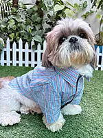 Striped Shirt