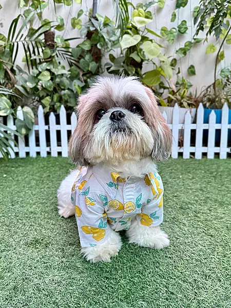 Lemon Summer Shirt