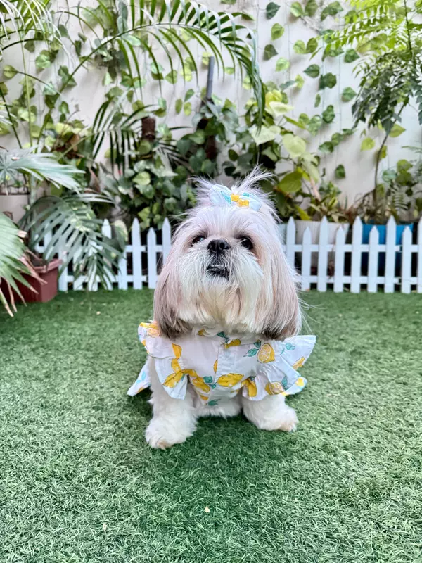 Lemon Summer Frock