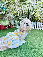 Lemon Summer Frock