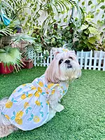 Lemon Summer Frock