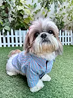 Striped Shirt