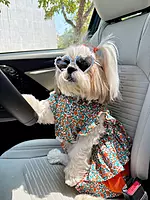 Orange Blossom Dog Dress