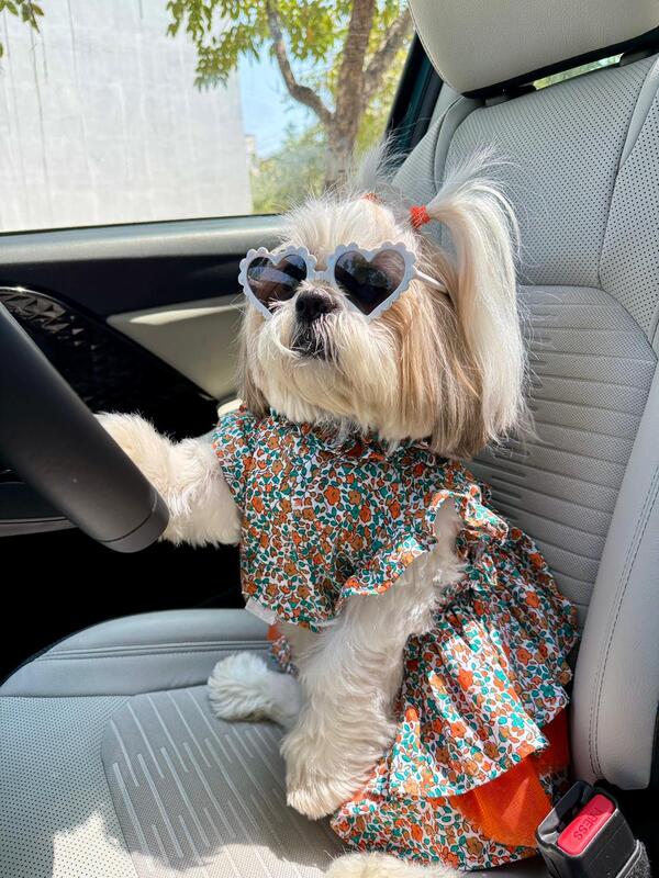 Orange Blossom Dog Dress