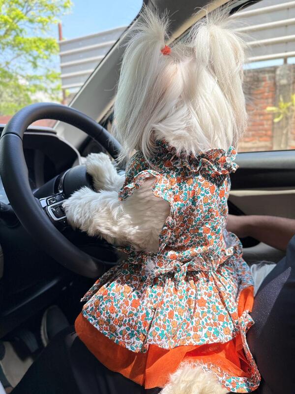 Orange Blossom Dog Dress