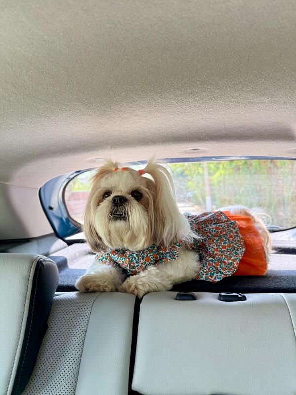 Orange Blossom Dog Dress