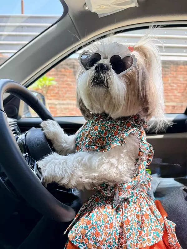 Orange Blossom Dog Dress
