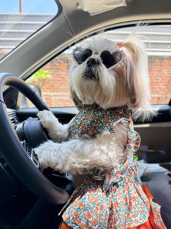 Orange Blossom Dog Dress