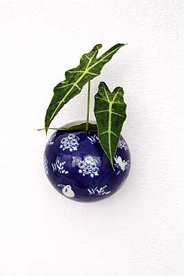 Bloom in blue