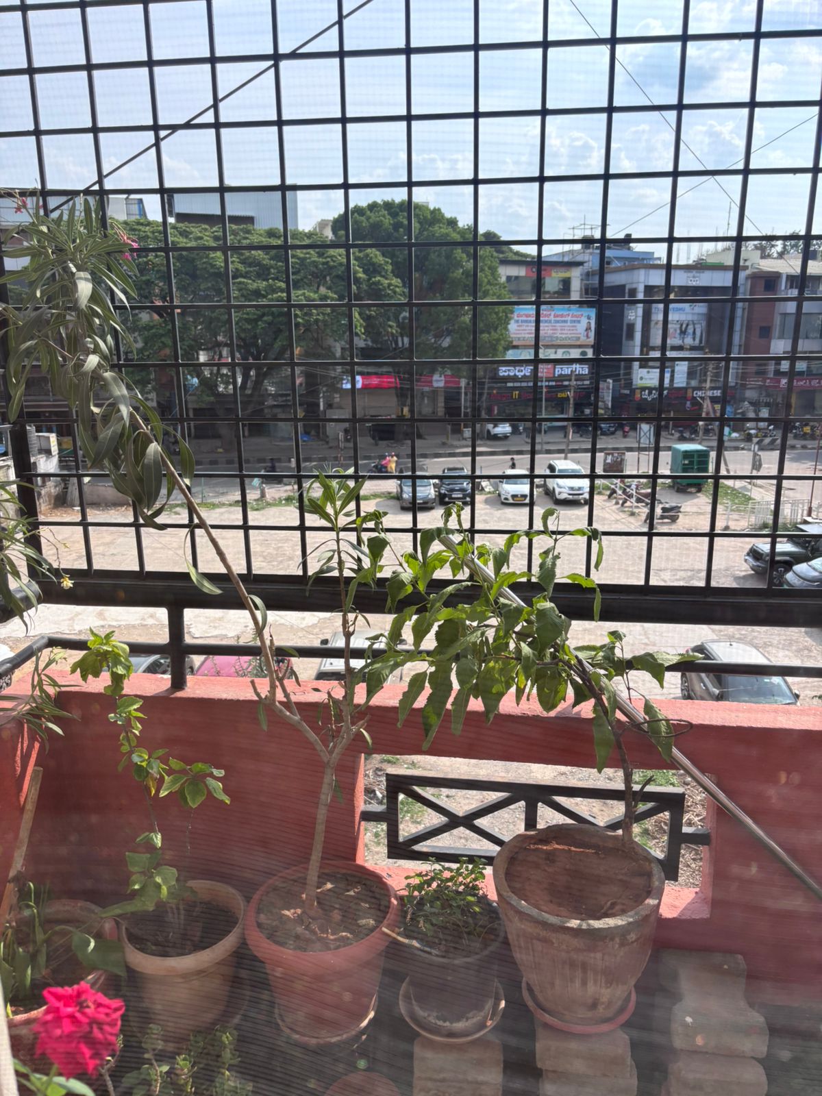 Alexandria's Safe Haven Koramangala Bangalore