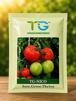 Hybrid Tomato TG-Nico-10Gm
