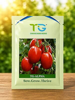 Hybrid Tomato TG-Alpha