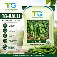 Hybrid Chilli TG-Valli