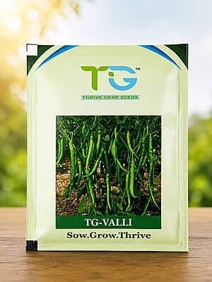 Hybrid Chilli TG-Valli