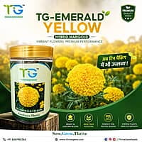Hybrid Marigold TG-Emerald Yellow
