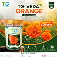 Hybrid Marigold TG-Veda Orange