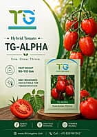 Hybrid Tomato TG-Alpha