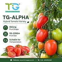 Hybrid Tomato TG-Alpha