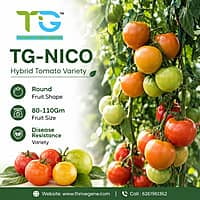 Hybrid Tomato TG-Nico-10Gm