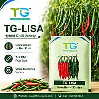 Hybrid Chilli TG-Lisa