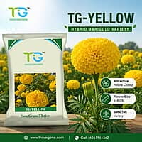 Hybrid Marigold TG-Yellow