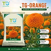 Hybrid Marigold TG-Orange