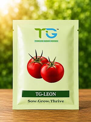 Hybrid Tomato TG-Leon