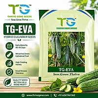 Hybrid Cucumber TG-Eva