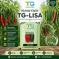 Hybrid Chilli TG-Lisa
