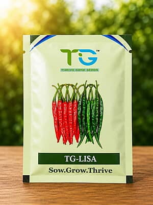 Hybrid Chilli TG-Lisa