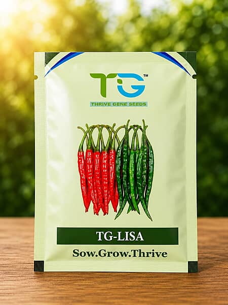 Hybrid Chilli TG-Lisa