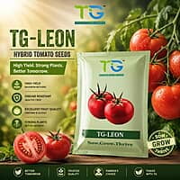 Hybrid Tomato TG-Leon