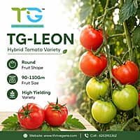 Hybrid Tomato TG-Leon