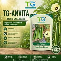 Hybrid Okra TG-Anvita