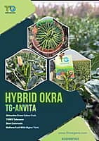 Hybrid Okra TG-Anvita