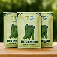 Hybrid Cucumber TG-Calibri