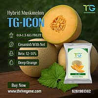 Hybrid Muskmelon TG-Icon Hybrid Muskmelon TG-Icon