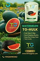 Hybrid Watermelon TG-Hulk
