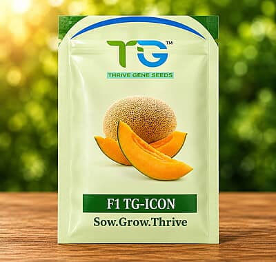 Hybrid Muskmelon TG-Icon