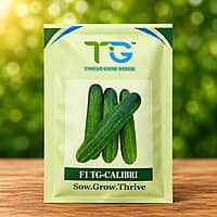 Hybrid Cucumber TG-Calibri