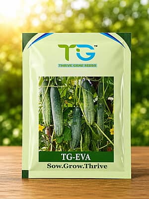 Hybrid Cucumber TG-Eva