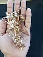 GOLD leaf -5