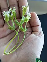 Small Flower White Bunch-A