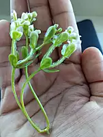 Small Flower White Bunch-A