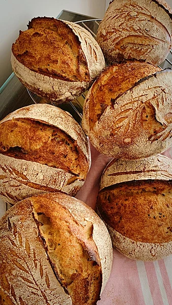 Organic 100% Whole Wheat Sourdough Boule