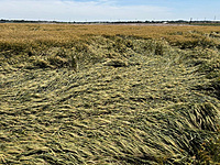 Hailstorm & Cyclone Crop Insurance