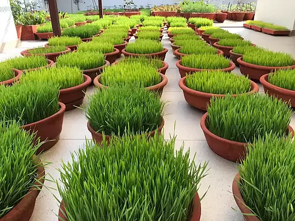 Organic Wheatgrass 105 Gms - Love Green Life