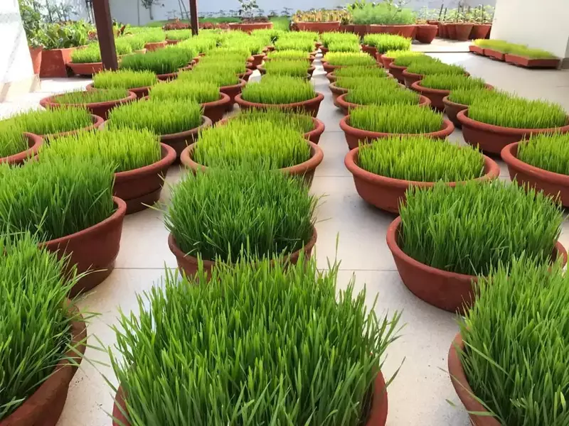 Organic Wheatgrass 105 Gms - Love Green Life